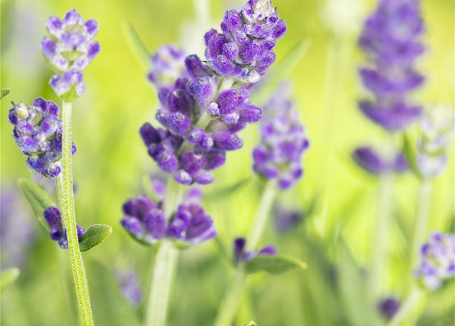 Lavandula angustifolia Essence Purple