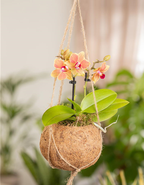 Phalaenopsis Midi
