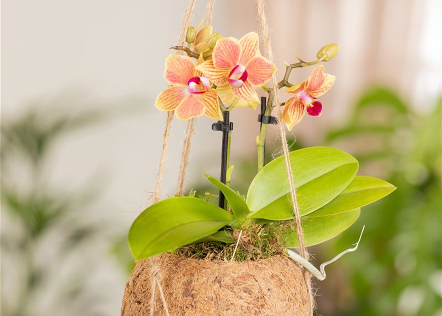 Phalaenopsis Midi