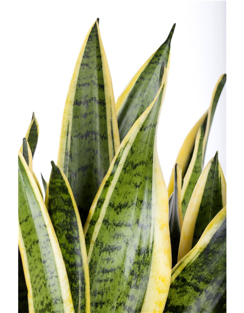 Sansevieria trifasciata Laurentii