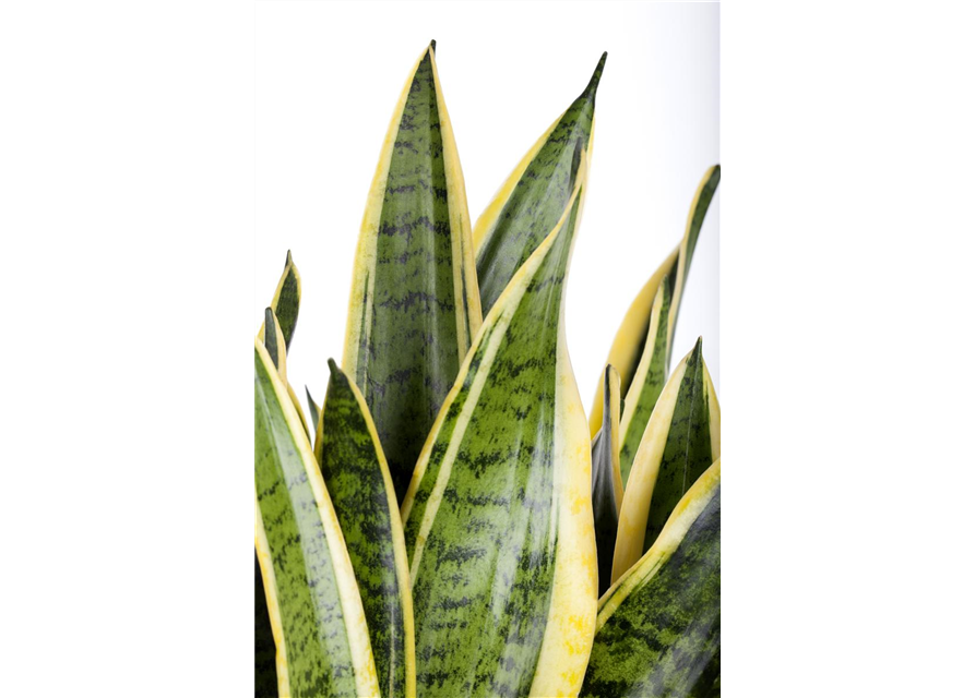 Sansevieria trifasciata Laurentii