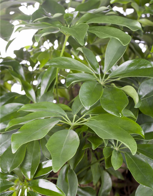 Scheffleria arboricola