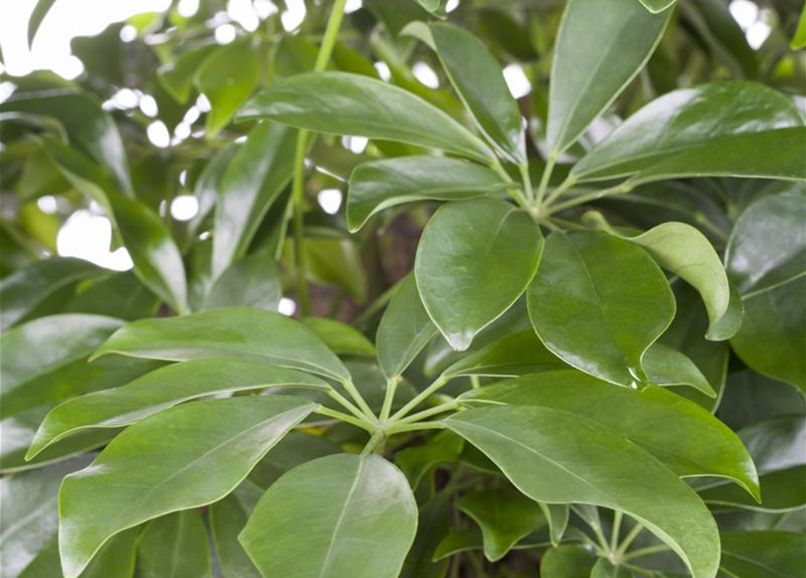 Scheffleria arboricola