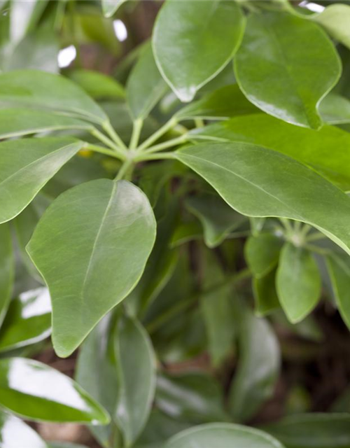 Scheffleria arboricola