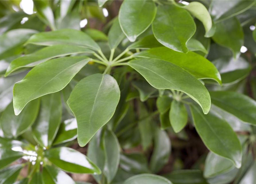 Scheffleria arboricola