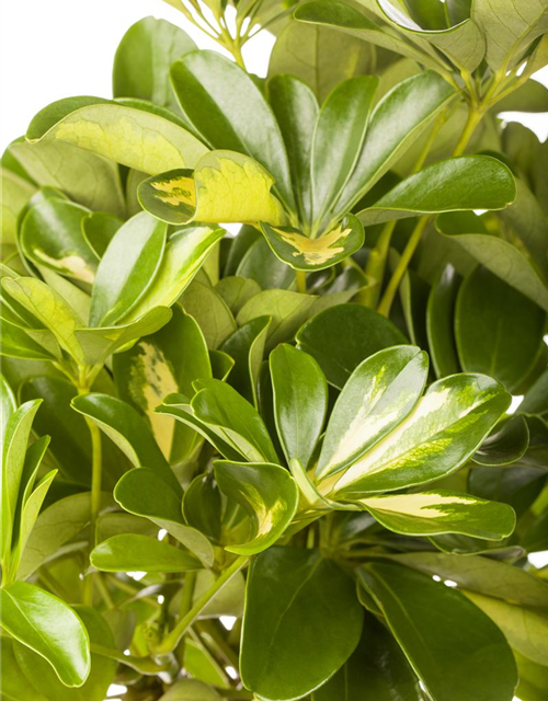 Scheffleria arboricola