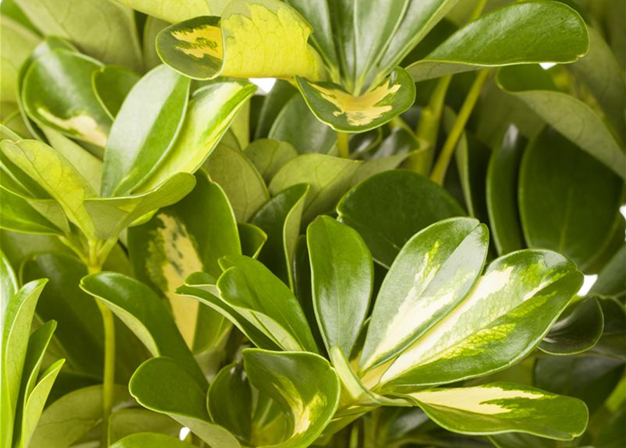 Scheffleria arboricola