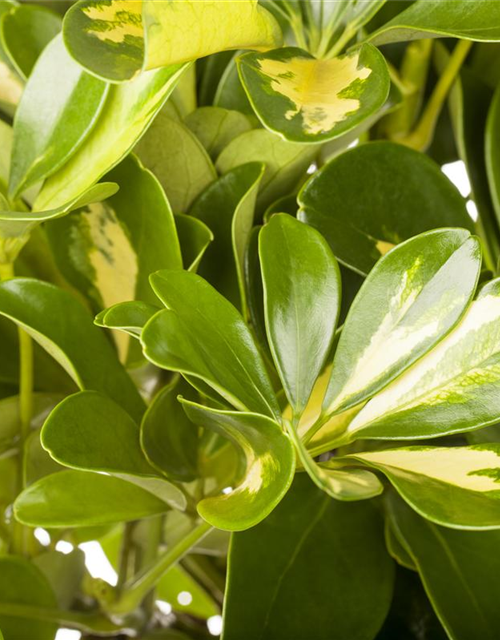 Scheffleria arboricola