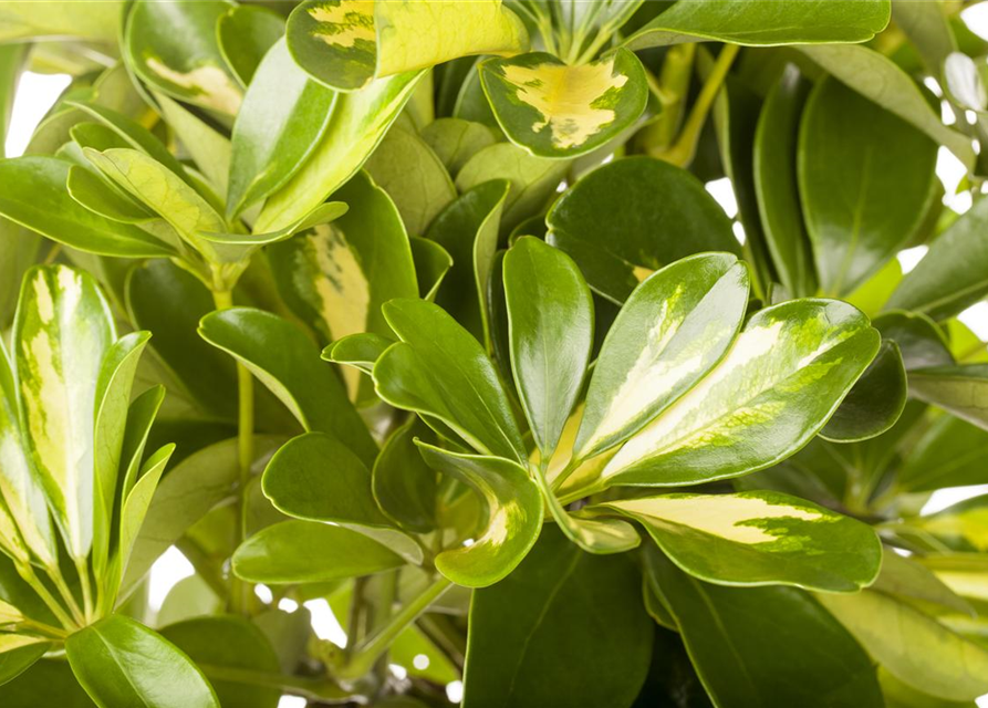 Scheffleria arboricola