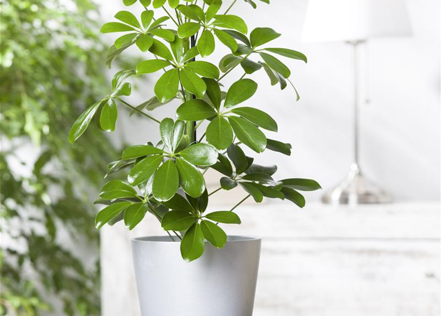 Scheffleria arboricola