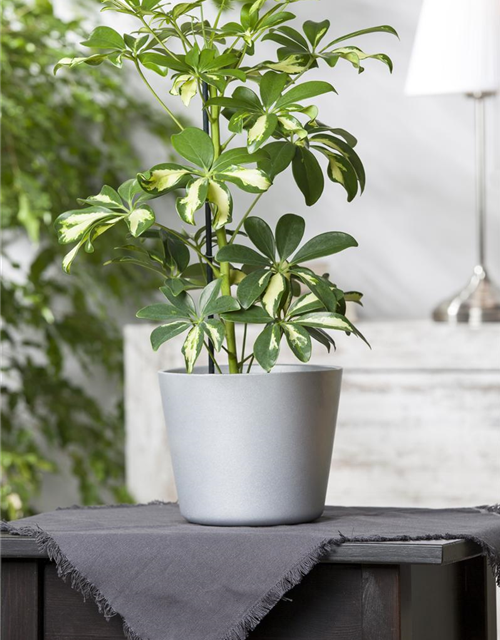 Scheffleria arboricola