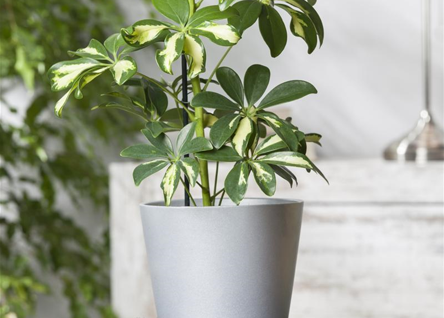 Scheffleria arboricola