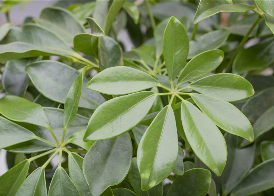 Scheffleria arboricola