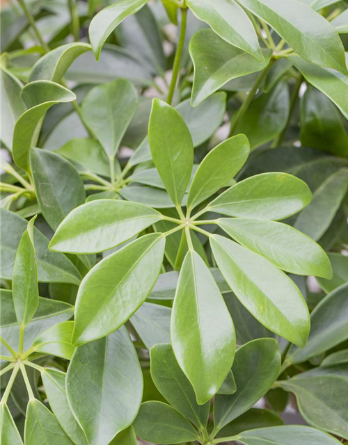 Scheffleria arboricola