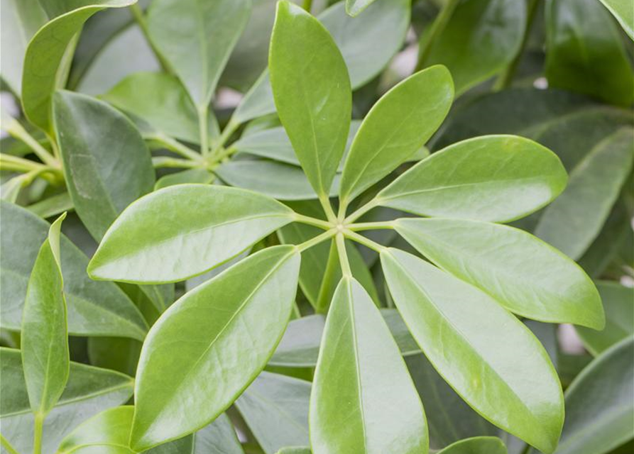Scheffleria arboricola