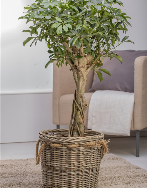 Scheffleria arboricola