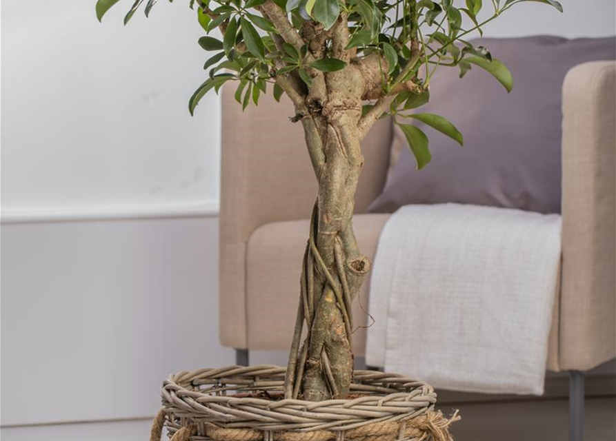 Scheffleria arboricola
