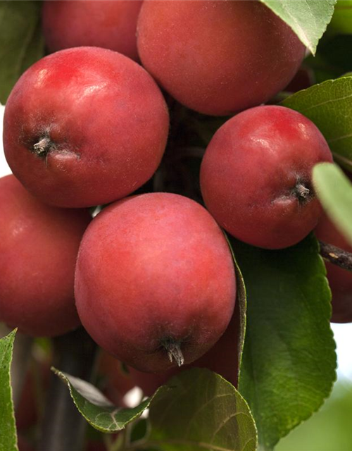 Malus hybride Eleyi