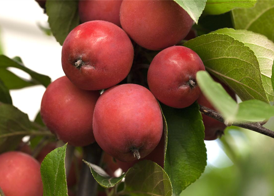 Malus hybride Eleyi