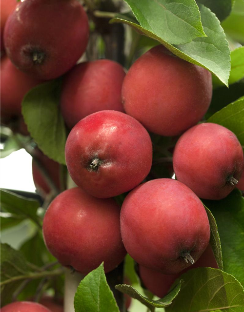 Malus hybride Eleyi