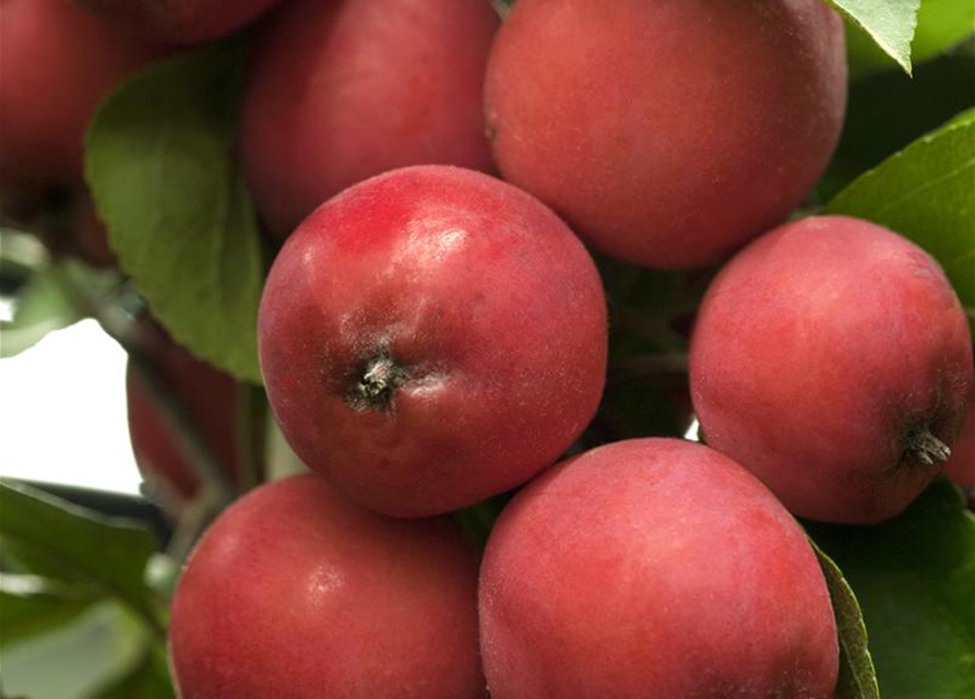 Malus hybride Eleyi