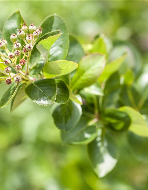 Aronia melanocarpa Viking