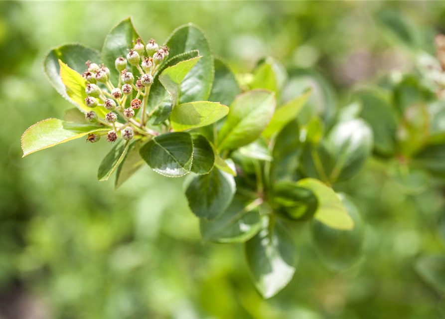 Aronia melanocarpa Viking