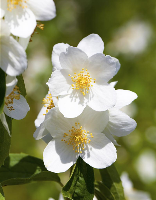 Philadelphus coronarius