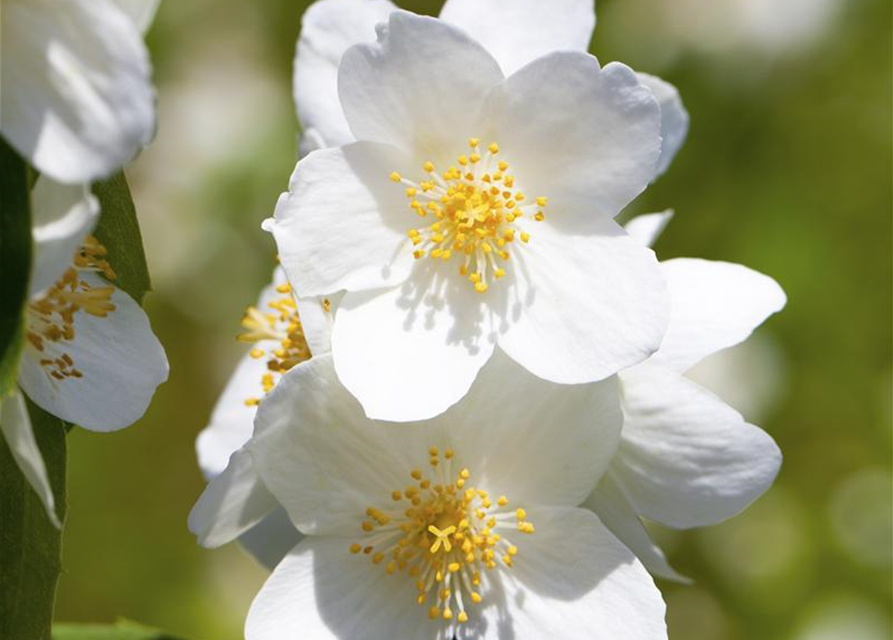 Philadelphus coronarius