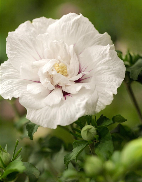 Hibiscus syriacus White Chiffon
