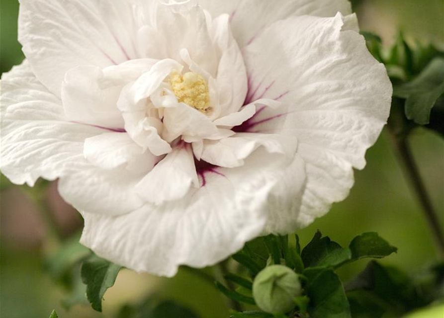 Hibiscus syriacus White Chiffon