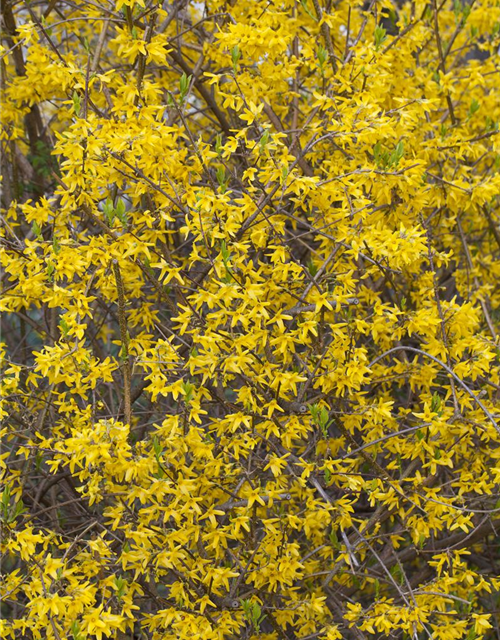 Forsythia intermedia Minigold