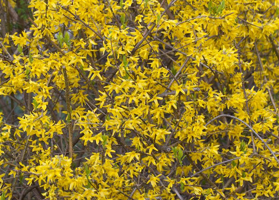 Forsythia intermedia Minigold