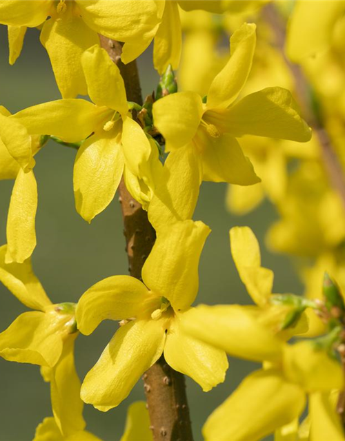 Forsythia ovata Ottawa