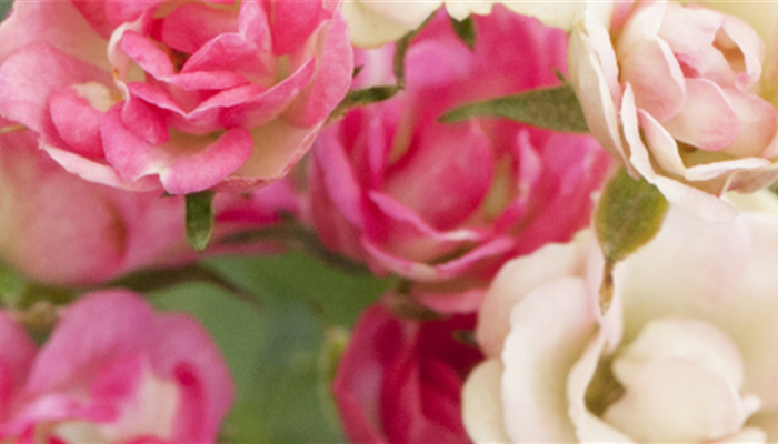 Gartenfreude zu verschenken! - Das ideale Geschenk für Gartenfreunde und solche, die es werden wollen. Gartenfreude zu verschenken! - Das ideale Geschenk für Gartenfreunde und solche, die es werden wollen.