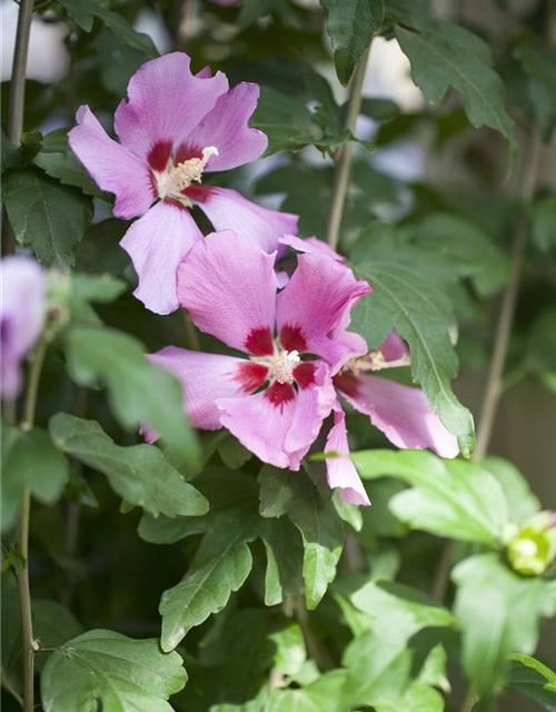 Hibiscus syriacus Woodbridge