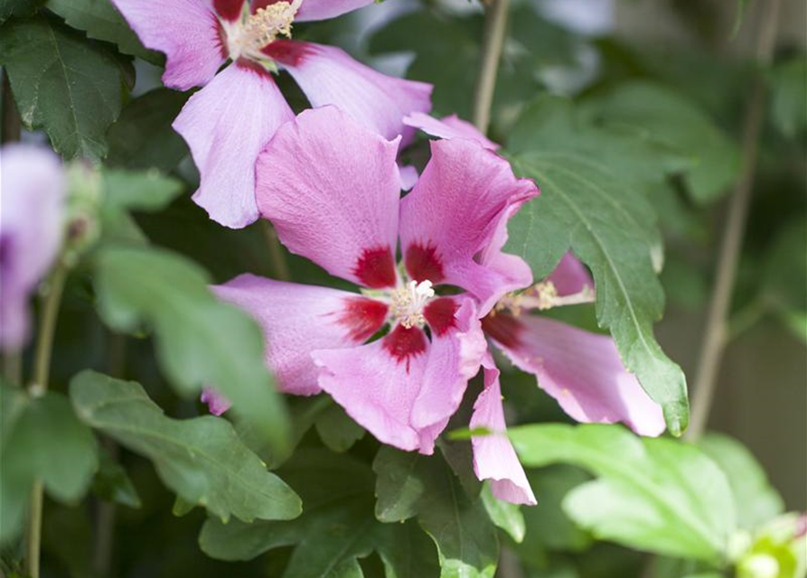Hibiscus syriacus Woodbridge