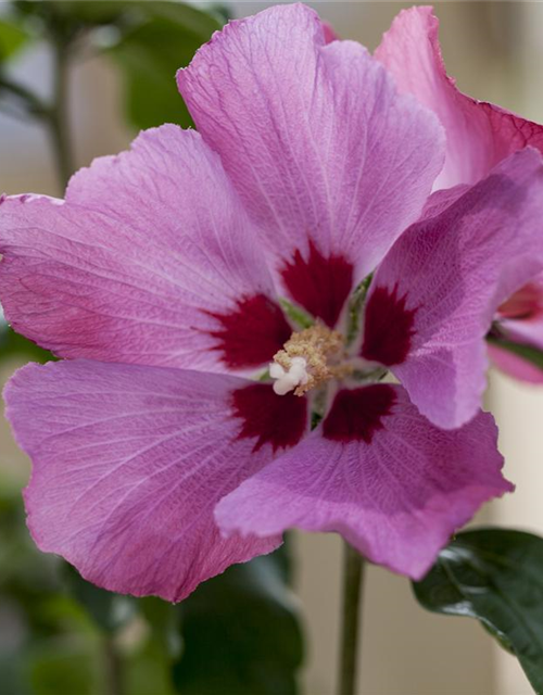 Hibiscus syriacus Woodbridge