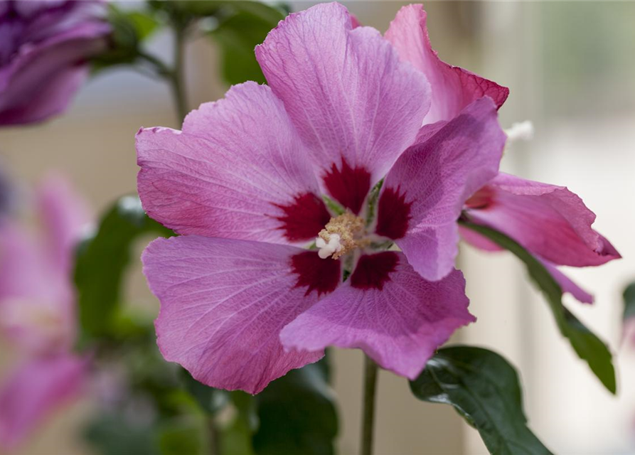 Hibiscus syriacus Woodbridge