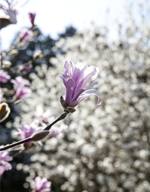 Magnolia loebneri Leonard Messel