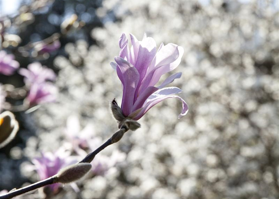 Magnolia loebneri Leonard Messel