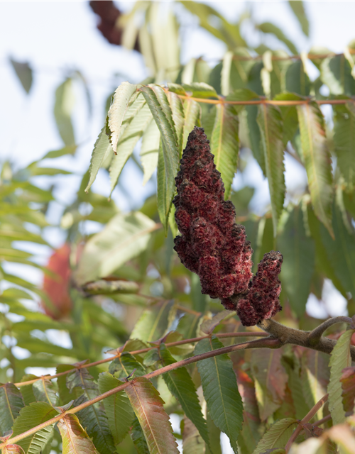 Rhus typhina Dissecta