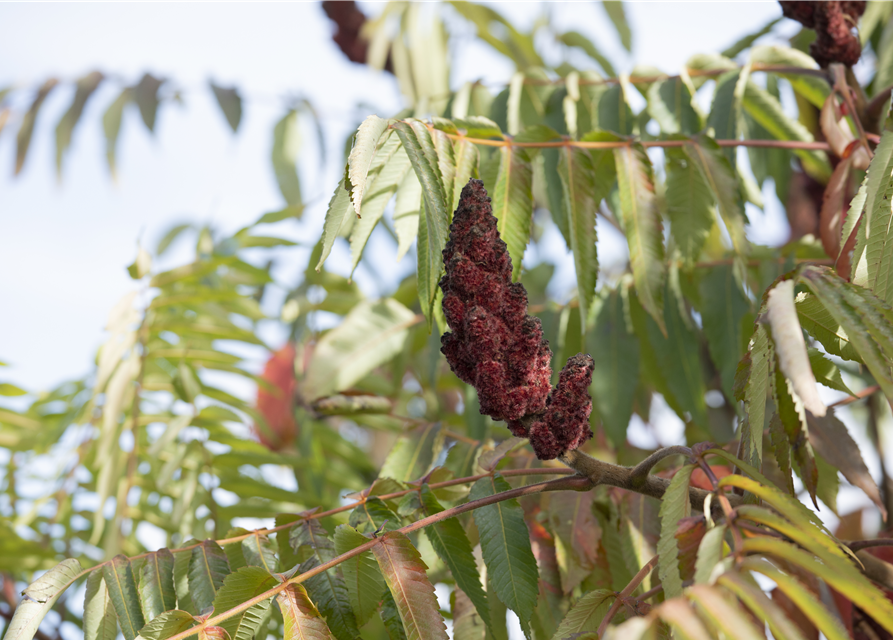 Rhus typhina Dissecta