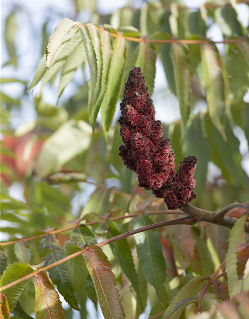 Rhus typhina Dissecta