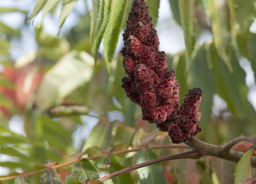 Rhus typhina Dissecta