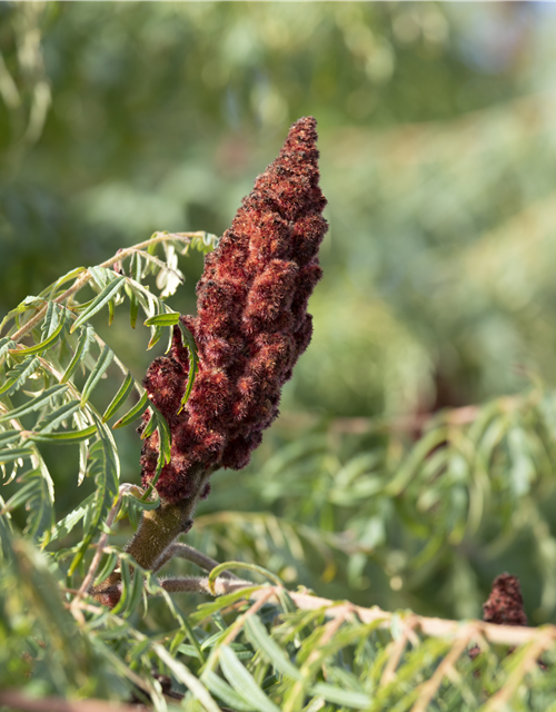 Rhus typhina Dissecta