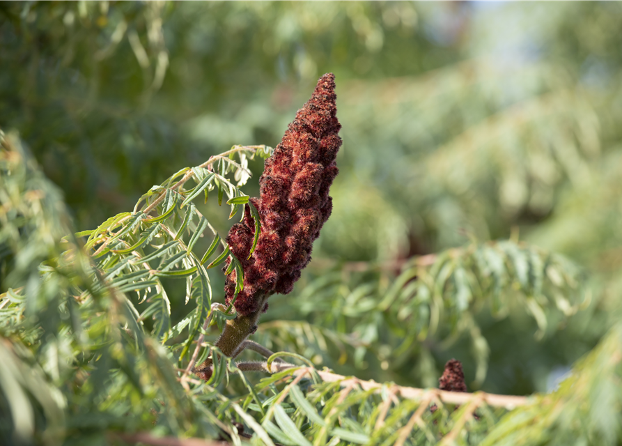 Rhus typhina Dissecta