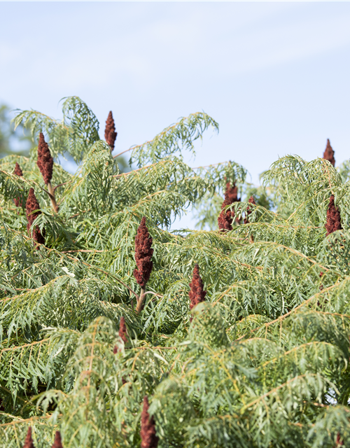 Rhus typhina Dissecta
