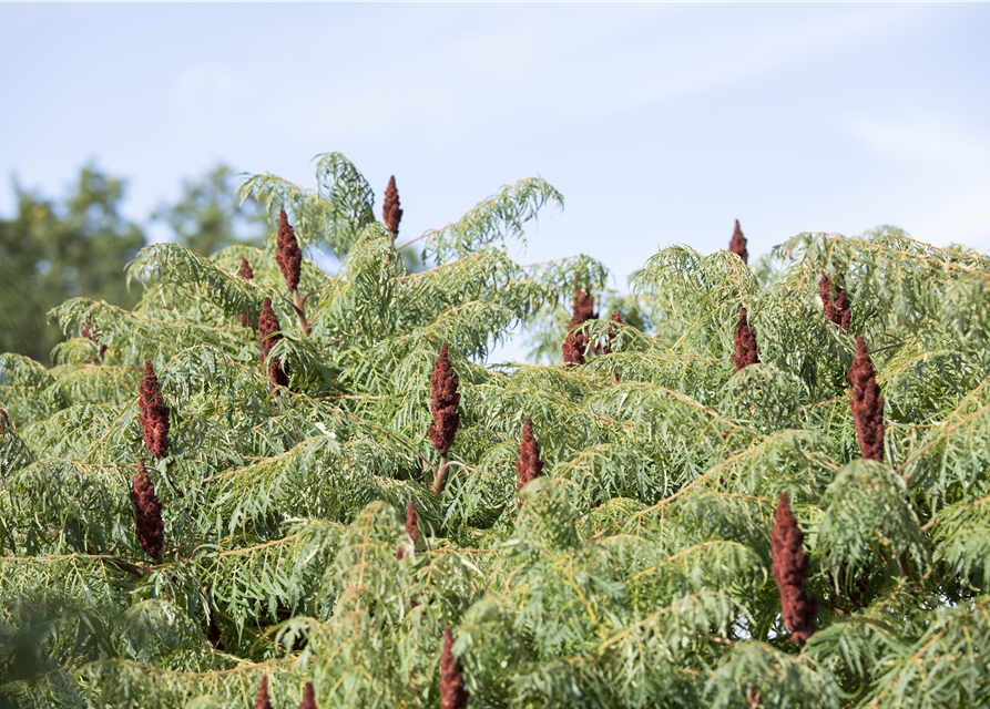 Rhus typhina Dissecta