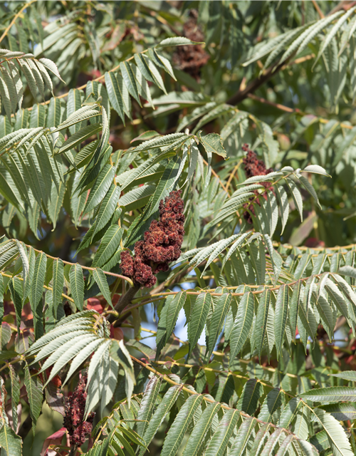 Rhus typhina Dissecta